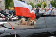 pies siedzi w samochodzie ozdobionym powiewającą flagą